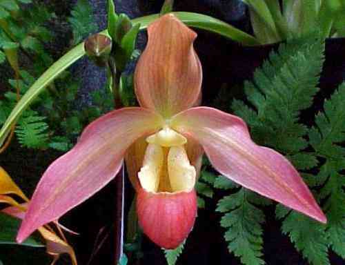 Phragmipedium Eric Young